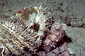 15 Octopus macropus